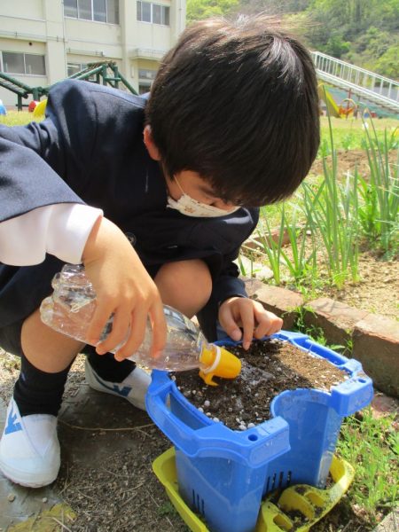 小学部1年の児童がアサガオの鉢に水やりをしている写真