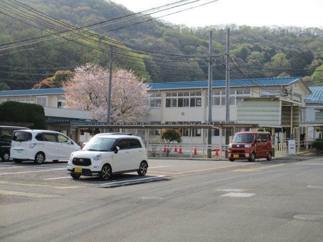 駐車場付近の写真。満開の桜の木も写っています。