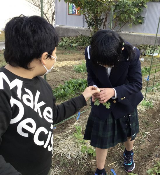 友達に白いラディッシュを見せてあげ、もらった児童は両手で受け取って、ラディッシュに注目している。